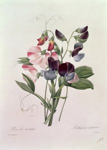 Søde ærter (Lathyrus odoratur) graveret af Langlois, fra 